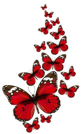 Бабочки на белом фоне