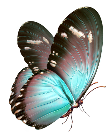 Красивые элементы на прозрачном фоне