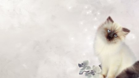 Фотообои котята