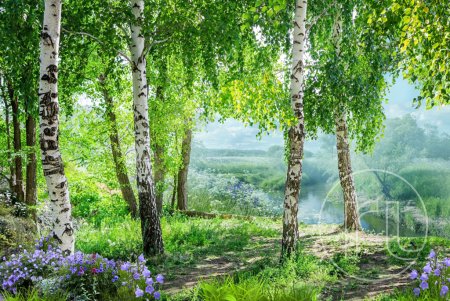 Природа России Березовая роща