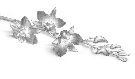 Лежащие цветы карандашом