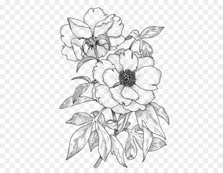 Графические рисунки цветов