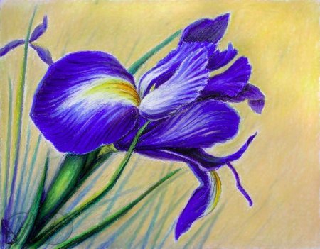 Ирис масляной пастелью