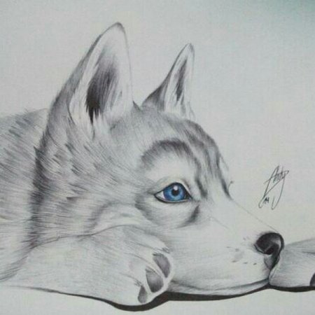 Собака рисунок