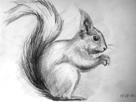 Рисование карандашом для начинающих цветы