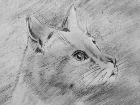 Кошка карандашом для срисовки