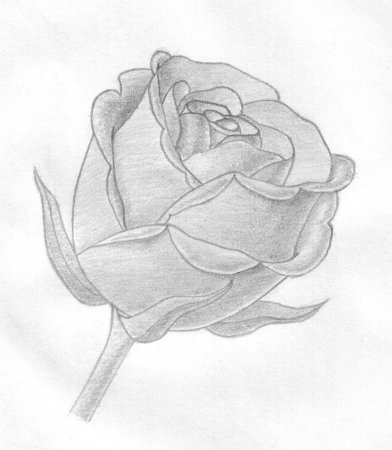Роза рисунок
