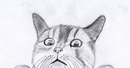 Рисунки котиков милых карандашом