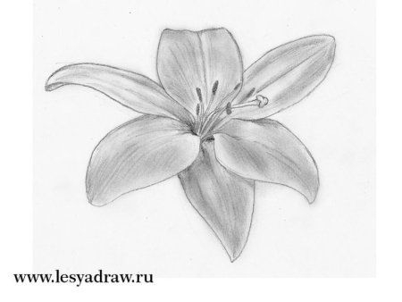 Лилии карандашом