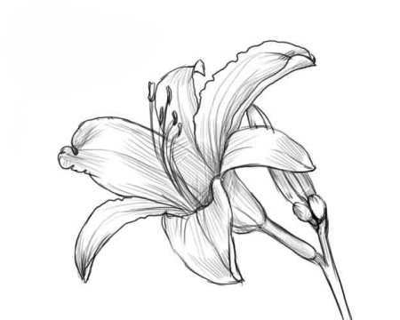 Цветы рисунок карандашом