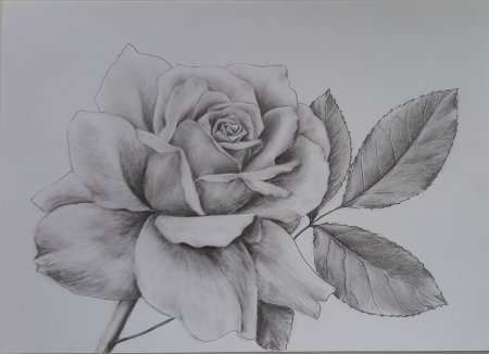 Рисование карандашом для начинающих