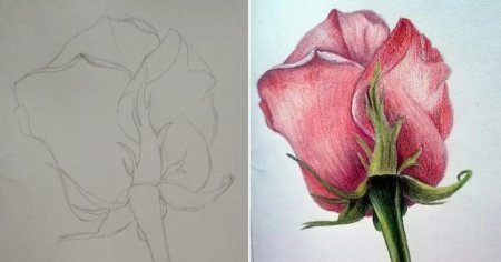 Цветы простым карандашом