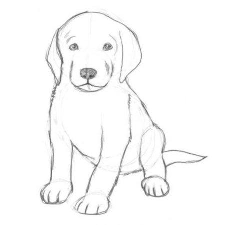 Золотистый ретривер щенки раскраска