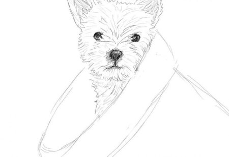 Красивый рисунок собаки легкий