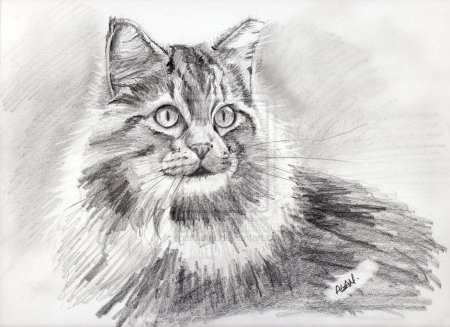 Рисунок кота для срисовки