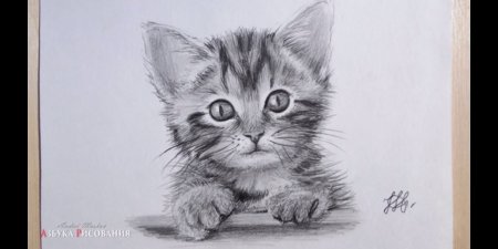 Рисунок кошки легкий для срисовки