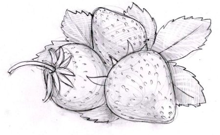 Фрукты для срисовки карандашом