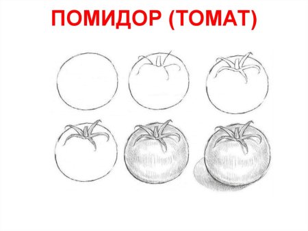 Поэтапное рисование помидора