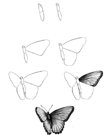 Поэтапное рисование бабочки