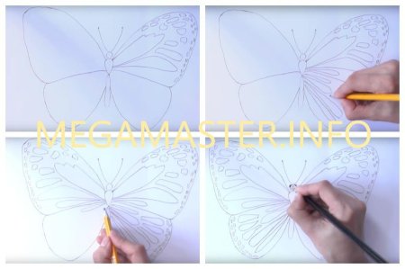 Бабочка карандашом пошагово