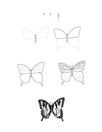 Пошаговое рисование бабочки