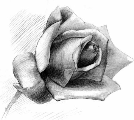 Рисунки карандашом