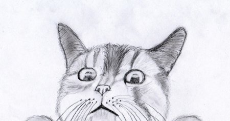 Кошка карандашом