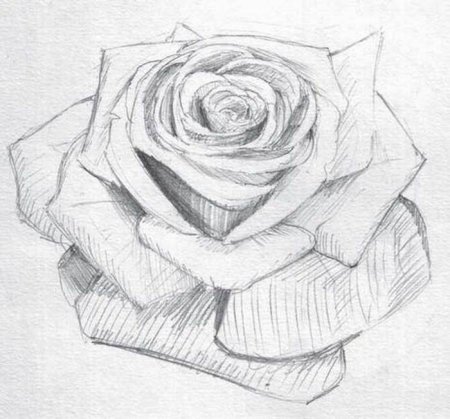 Роза карандашом