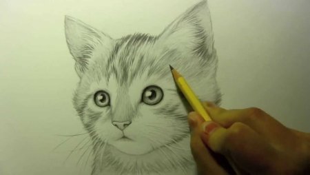 Милый котик карандашом