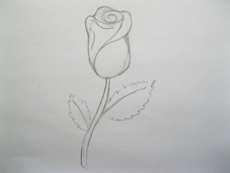 Роза карандашом