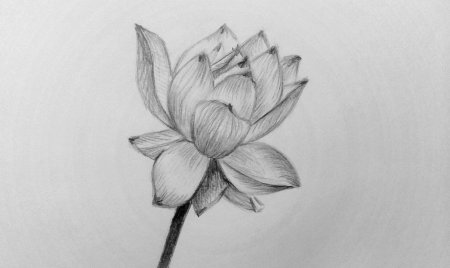 Рисунки цветов карандашом