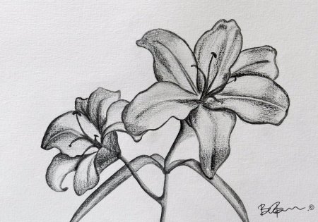 Рисунки карандашом цветы для начинающих