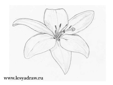 Рисунки карандашом цветы для начинающих