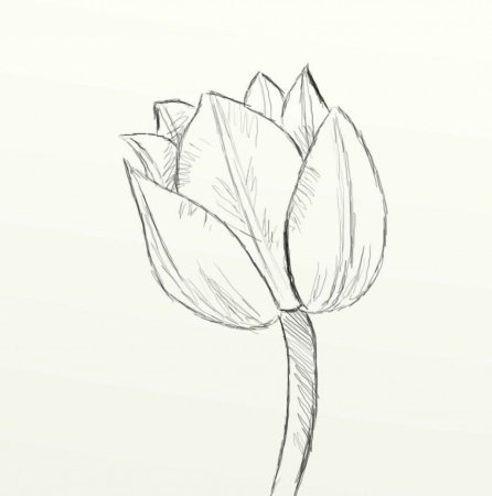 Простые цветы для рисования