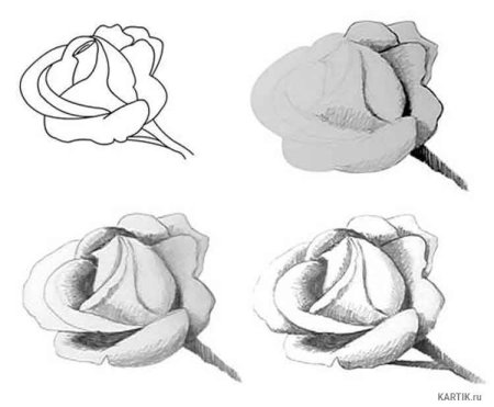 Цветы рисунок карандашом для срисовки для начинающих