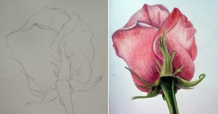 Рисунки цветов для срисовки лёгкие