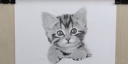 Кошка карандашом