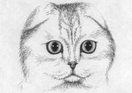 Милые котята рисунки карандашом