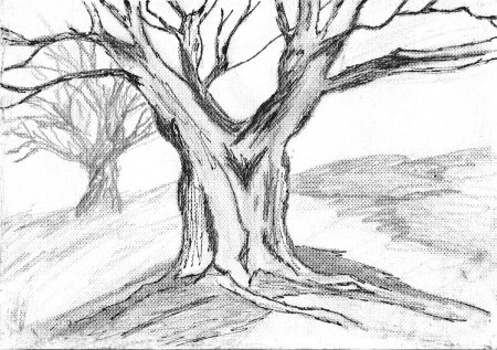 Дерево рисунок карандашом