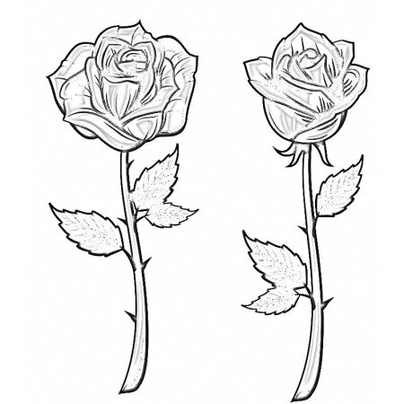 Роза для срисовки