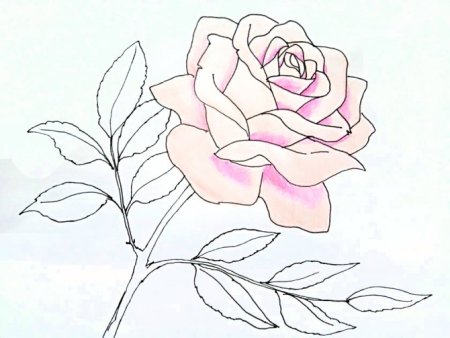 Рисовать красивые розы