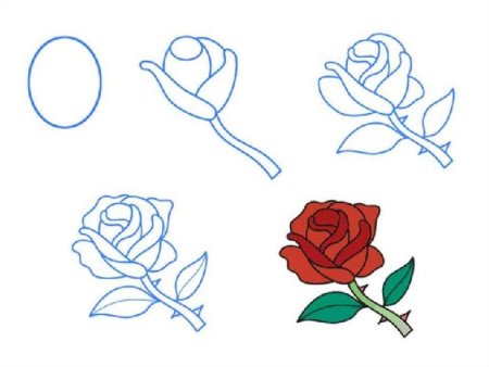 Поэтапное рисование розы