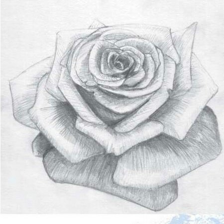 Роза рисунок карандашом простой