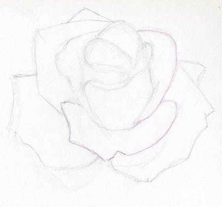 Роза карандашом для начинающих