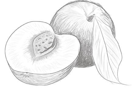 Фрукты для срисовки карандашом