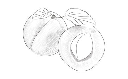 Фрукты для срисовки карандашом