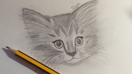 Нарисовать кота карандашом