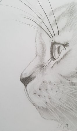 Рисунки жывотных карандаш