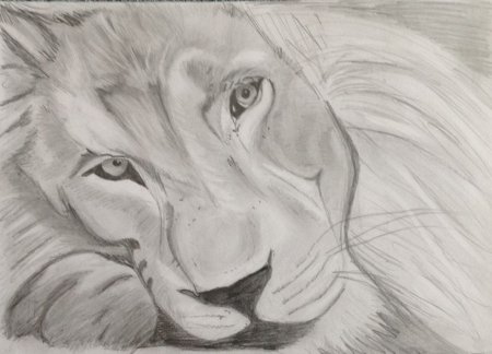 Лев рисунок карандашом простой