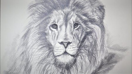 Лев карандашом